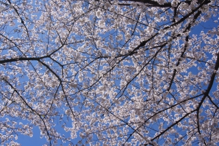 桜１