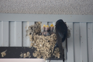 ご飯だよー