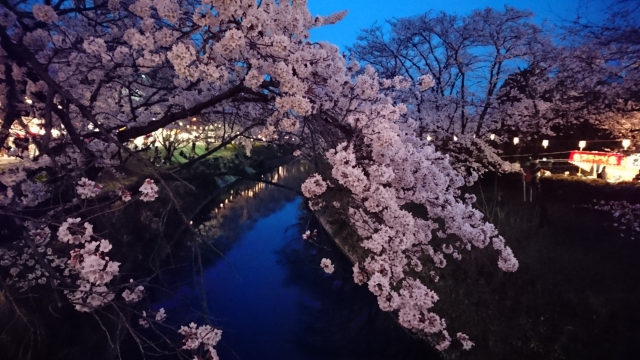 桜