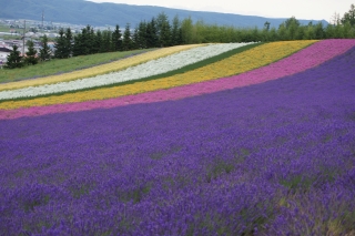 花のじゅうたん